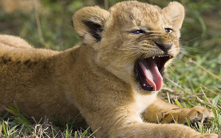 cute lion cub grass mouth teeth Tongue yawns HD, animals