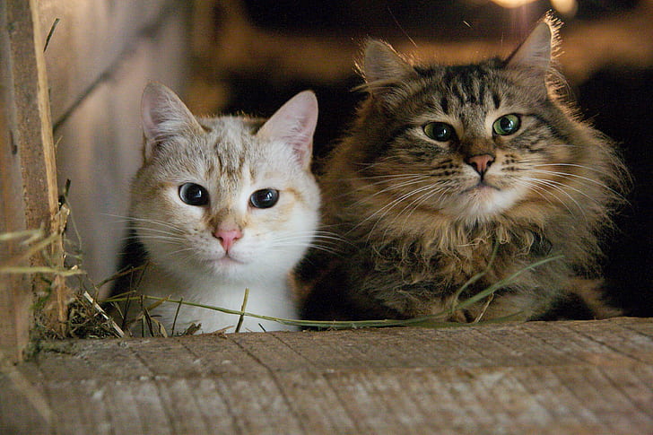 two white and gray kitten beside wooden surface, cats, cats, barn