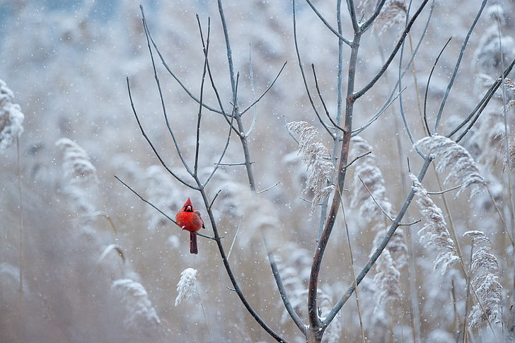 Northern cardinal bird, red, winter, freeze, wildlife, frost