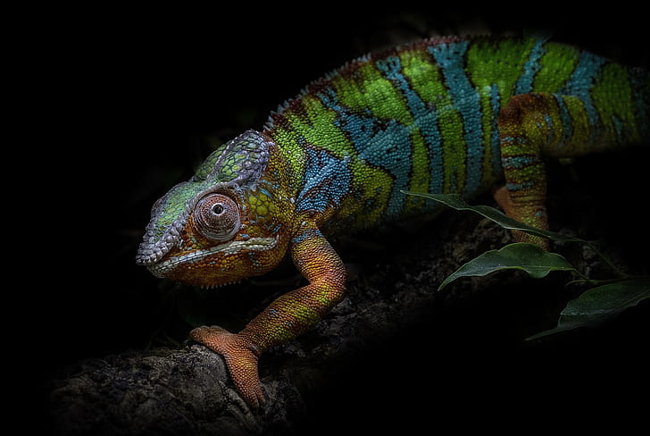 animals, colorful, chameleons, HD wallpaper