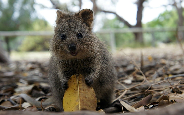 animals, leaves, nature, quokka, looking at camera, one animal