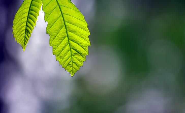 Silence, Aero, Macro, Nature, Green, Forest, Life, Focus, Bosque, HD wallpaper