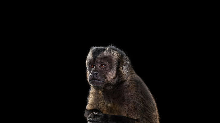 Baby Monkey, Photography, Cute, Animals, 2560x1440