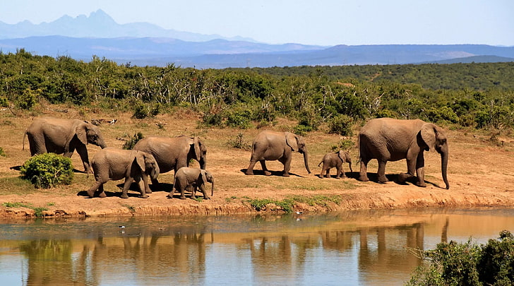 africa, african, animals, bushland, elephants, forest, herd, HD wallpaper