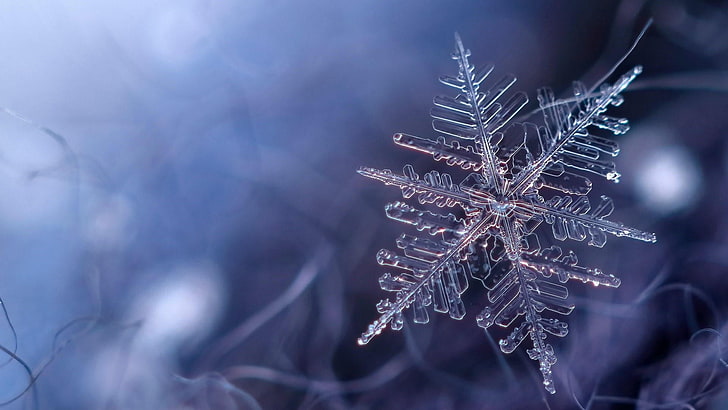 HD wallpaper: snowflake, blue, frost, freezing, winter, frozen, macro, cold  | Wallpaper Flare