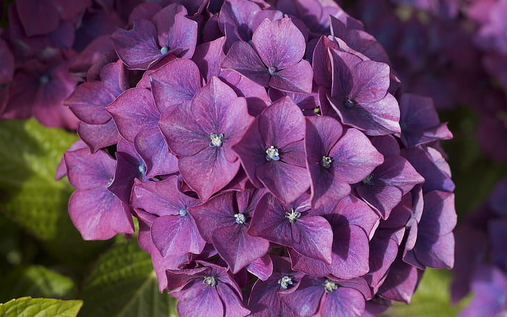 Purple hydrangea, inflorescence, flowers, HD wallpaper