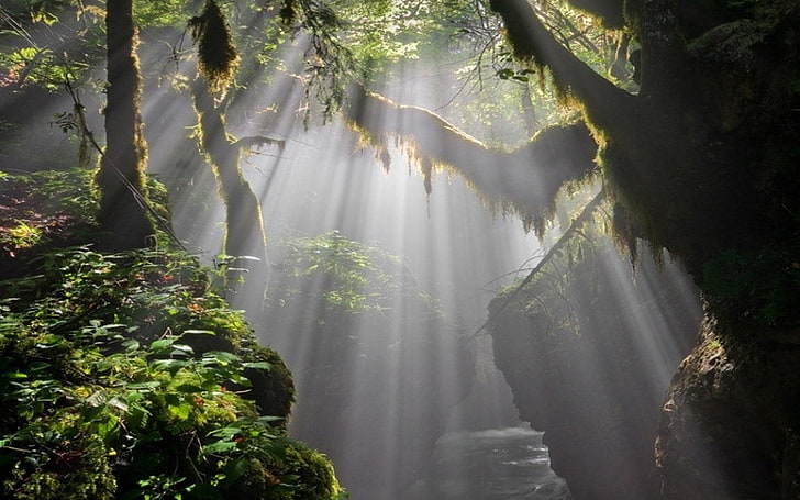 mist, nature, landscape, sunbeams, forest, canyon, moss, trees