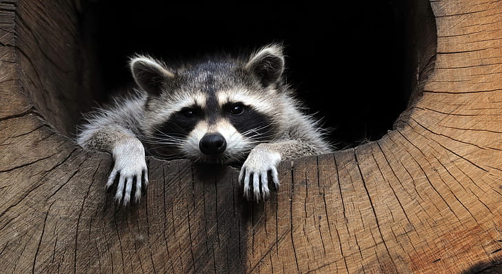 Raccoon Wallpapers  Top Free Raccoon Backgrounds  WallpaperAccess
