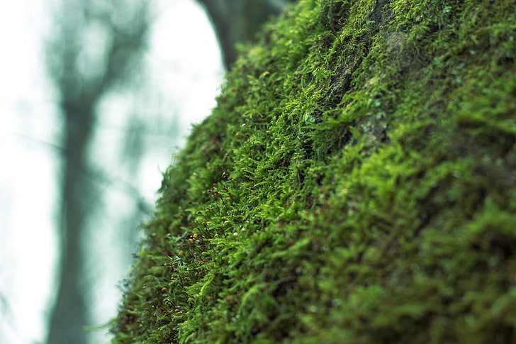green moss, nature, macro, Russia, forest, tree, outdoors, green Color, HD wallpaper