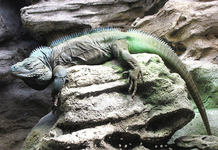 komodo dragon on gray rock, grand cayman blue iguana, grand cayman blue iguana