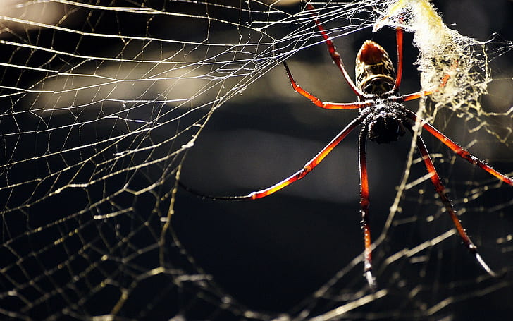 macro, animals, spider, spiderwebs