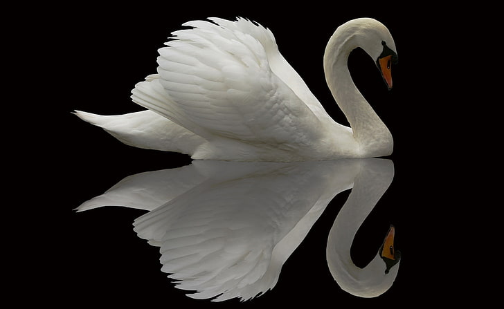White Swan Reflection HD Wallpaper, white swan illustration, Animals