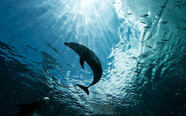 animals, dolphin, sea, animal themes, animal wildlife, underwater, HD wallpaper