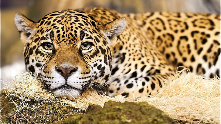 Jaguar Big Cat, plain leopard, endangered, nature, wild, beautiful, HD wallpaper