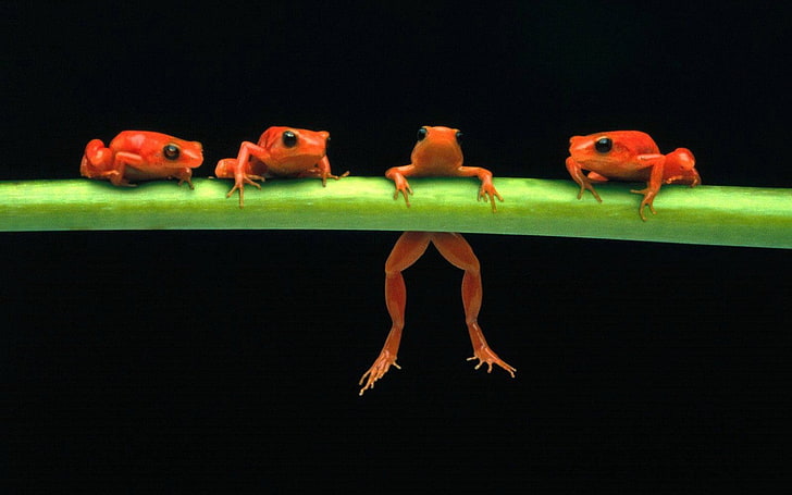 frog, amphibian, animals, animal themes, black background, group of animals, HD wallpaper