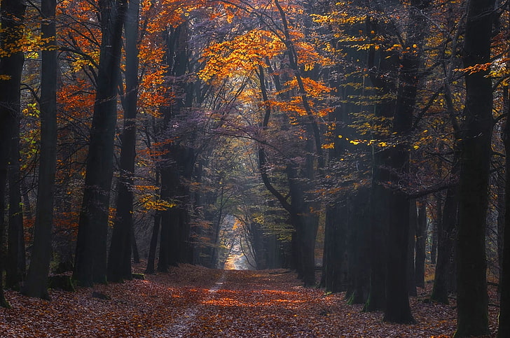 landscape, nature, photography, path, forest, fall, leaves