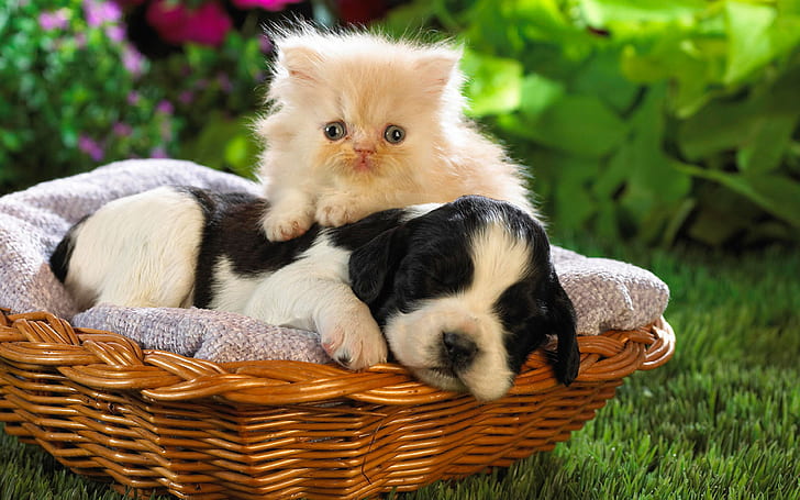 Cute Puppy And Kitten Wallpaper Hd