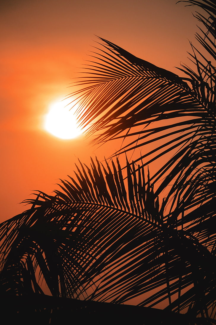 yellow sun, palms, sunset, outlines, palm leaf, palm tree, sky, HD wallpaper