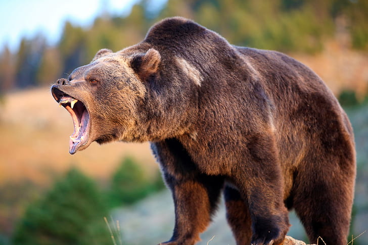wildlife, animals, bears, Grizzly bear, Grizzly Bears, HD wallpaper