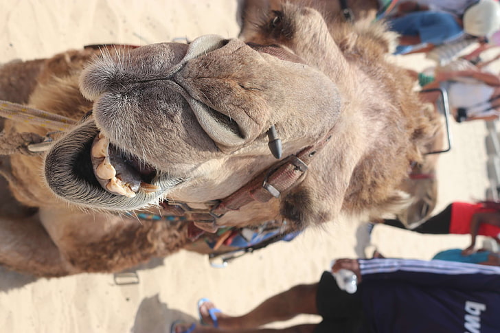 animals, arabian camel, desert, animal themes, one animal, mammal