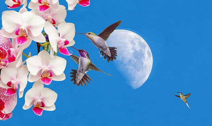 beija flor, cu azul, flores, lua, orqudeas, flower, nature, HD wallpaper
