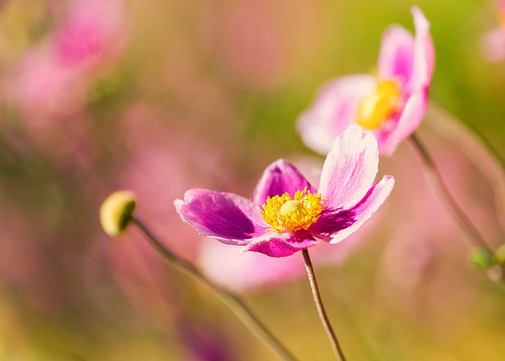 selective focus photo of purple and yellow petal flower during daytime, japanese, japanese, HD wallpaper