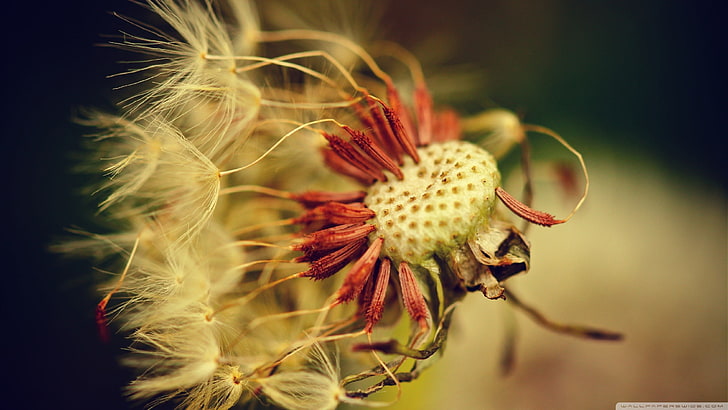 white dandelion, closeup, plants, flowers, macro, beauty in nature