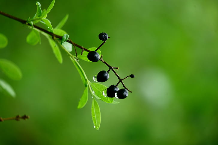 selective focus of black fruit with dew photography, 1. Mai, 1._Mai, HD wallpaper