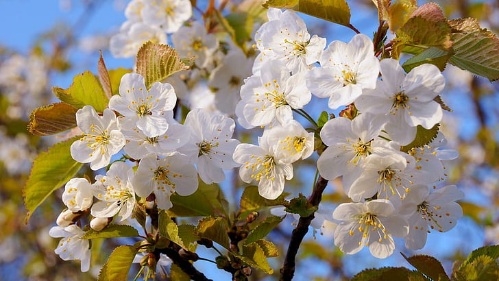 Gorgeous Cherry Blossoms, trees, blooms, cherries, nature, flowers, HD wallpaper