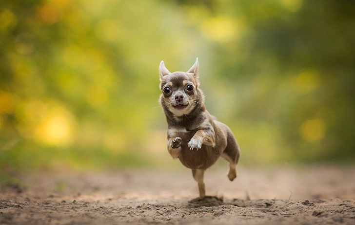 shallow focus photography of black and brown Chihuahua running on soil, HD wallpaper