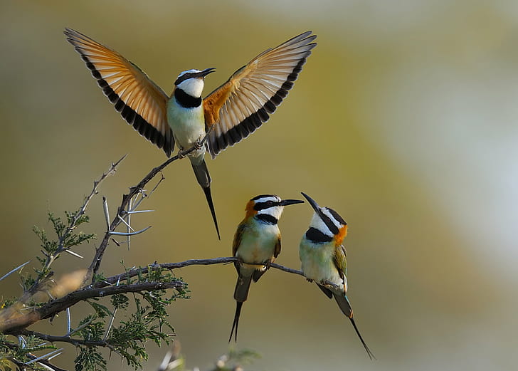 selective focus photography of three birds, kenya, kenya, White Throated Bee Eater