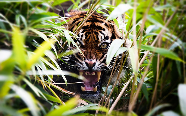 tiger, nature, animals, depth of field, plants, roar, animal themes