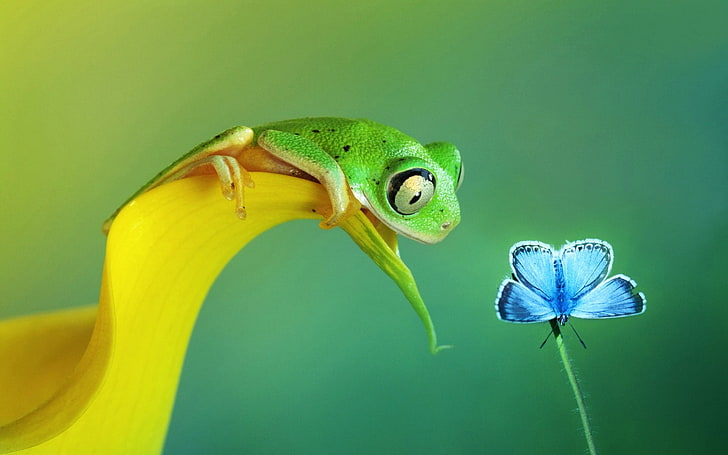 green frog beside common blue butterfly clip a, selective focus photography of green tree frog perched on yellow flower petal in front of common blue butterfly
