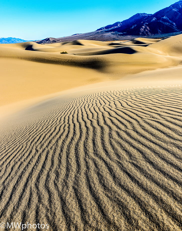 selective focus of desert, Mesquite, Sand Dunes, desert  sand