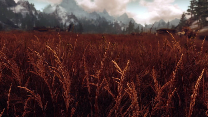 grass field, The Elder Scrolls V: Skyrim, landscape, Rye, plant, HD wallpaper