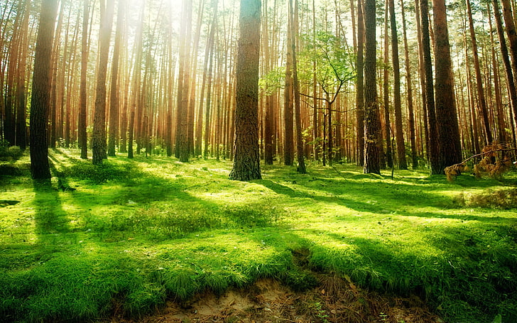 Forest Trees Green Grass Sunlight Ultra Hd Wallpaper For Desktop Tablet Mobile Devices Smartphone 3840×2400, HD wallpaper