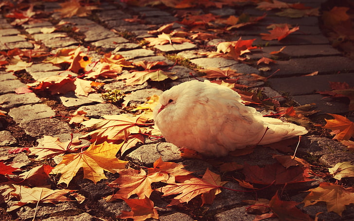 white bird, animals, birds, leaves, cobblestone, dove, fall, leaf