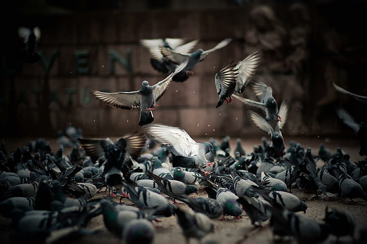 *** A Flock Of Pigeons ***, bird, animals, birds, HD wallpaper