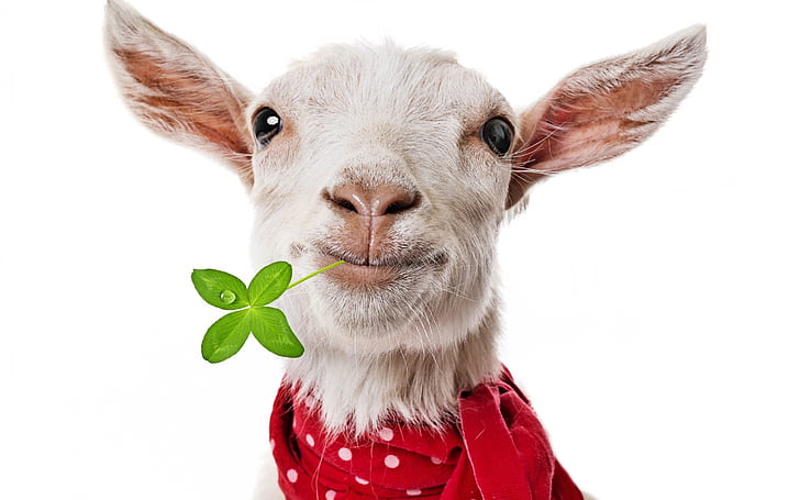 Funny Goat, HD wallpaper