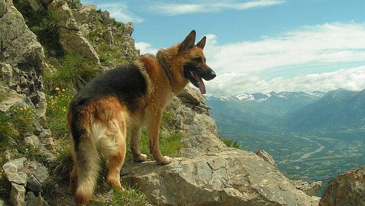 German Shepherd on top of gray rock during daytime, dog, animals, HD wallpaper