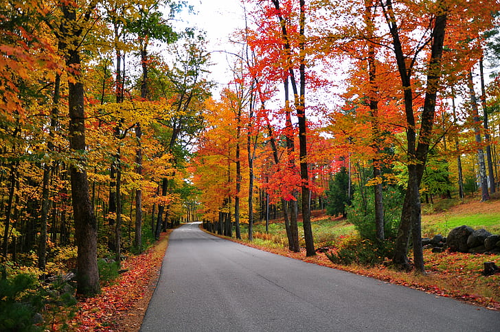 concrete road photo, Fall Foliage, Dover  New Hampshire, autumn, HD wallpaper
