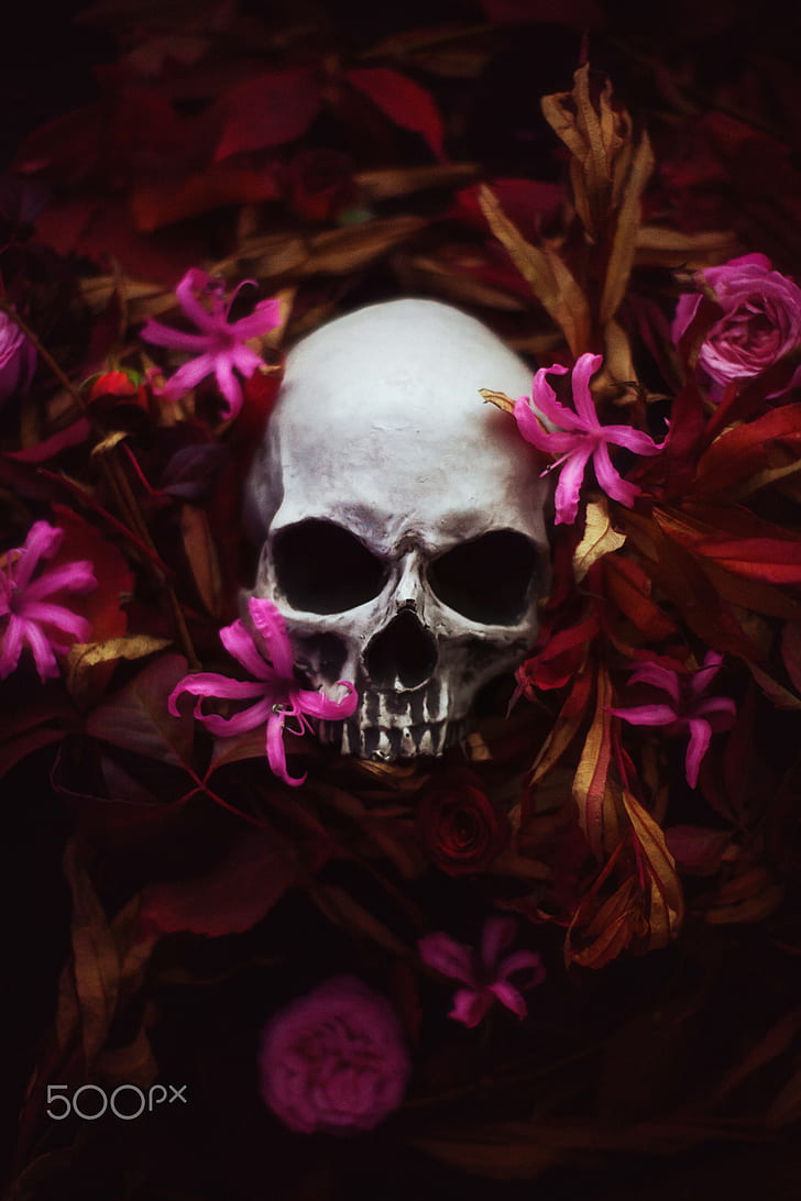 Artem Phoenix, skull, flowers, plants, 500px, HD wallpaper