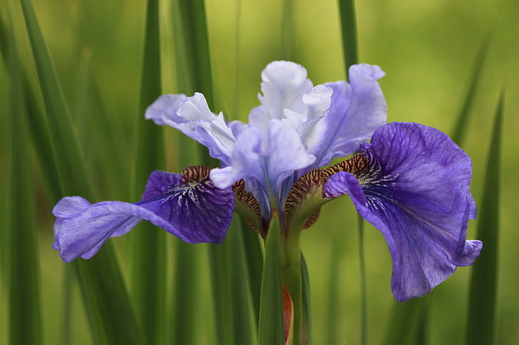 purple Iris flower in closeup photography, Images, Festival, Salem  Keizer, HD wallpaper