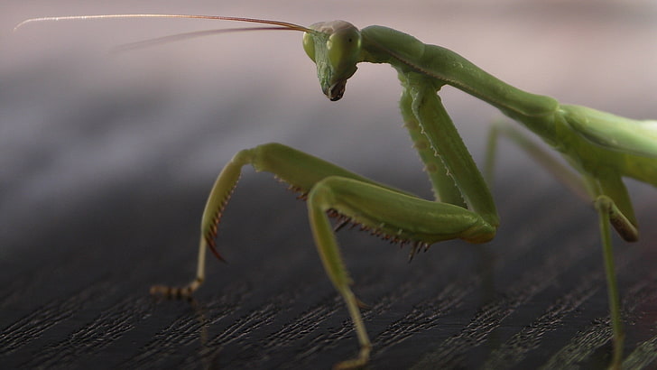 praying mantis, legs, insect, surface, animal, nature, invertebrate