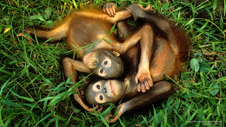 Bornean Orangutans, Sabah, Malaysia, Animals