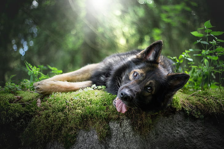 german shepherd 4k   photo download, one animal, animal themes, HD wallpaper