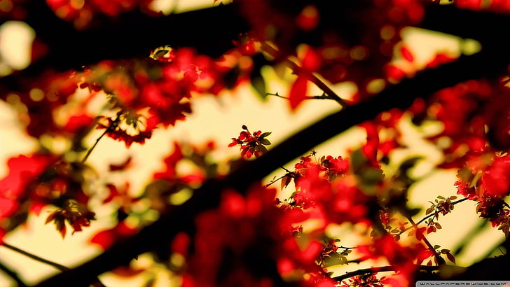 red leaves, nature, branch, plants, blurred, tree, beauty in nature, HD wallpaper