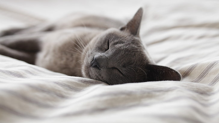 photography, cat, bed, sleeping, animals, Russian Blue, nap