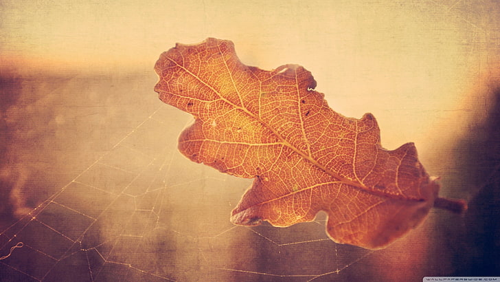 HD wallpaper: leaves, sepia, spiderwebs, autumn, plant part, leaf, change |  Wallpaper Flare