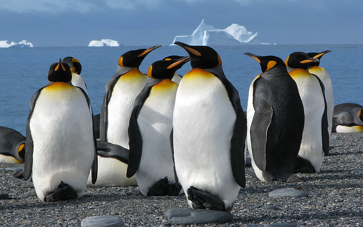King Penguins Aptenodytes Patagonicus Ultra Hd 4k Resolution Wallpapers 3840×2400